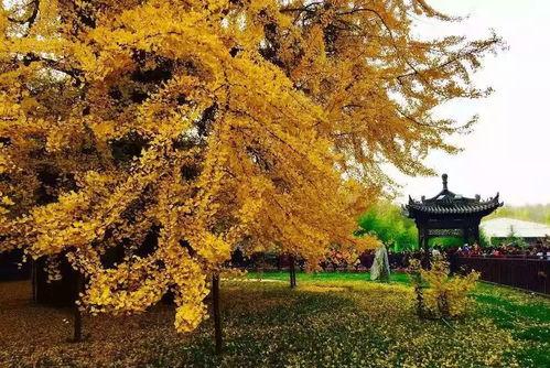 西安千年银杏树图片,西安古韵映新辉